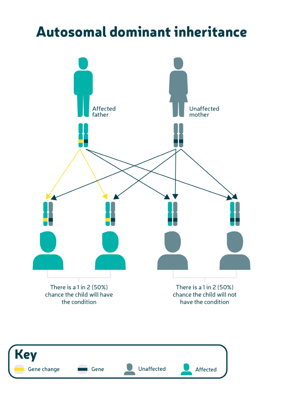 A diagram showing autosomal dominant inheritance. The top of the diagram shows two people. One is in light teal, the other is in dark teal. Below each of them is two illustrations of a chromosome with some genes highlighted. They each have two dark teal arrows coming from these. Each of these arrows leads to another person. They are depicted in various shades of teal. Each of the four people have two illustrations of a chromosome with some genes highlighted above their heads. Below each set of two people is the wording 'There is a 1 in 2 (50%) chance the child will have the condition'.